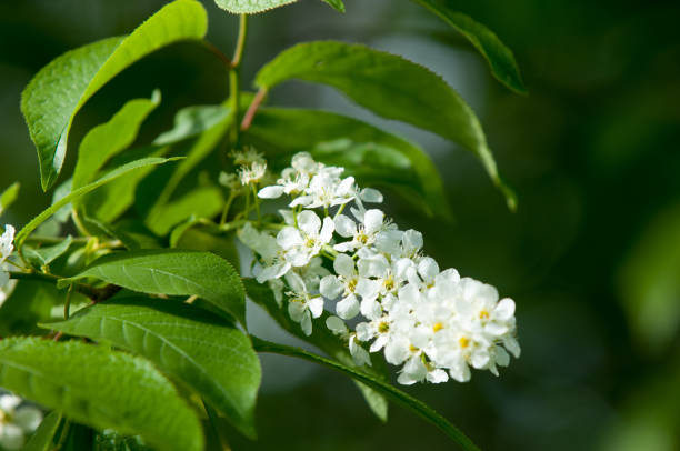 istock Spring flowers, bird Spring flowers, bird cherry. A tree with white fragrant flowers, collected in a brush, and black berries. a small wild cherry tree or shrub, with bitter black fruit that is eaten by birds. 1012364442