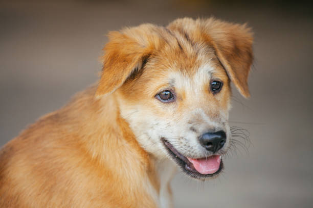 Light brown puppy with clumsily cute look, selective focus.