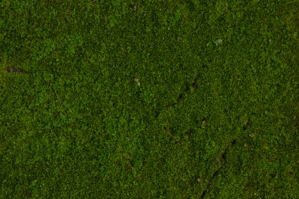 istock Mos textures background, Green moss on cement floor 1012390368