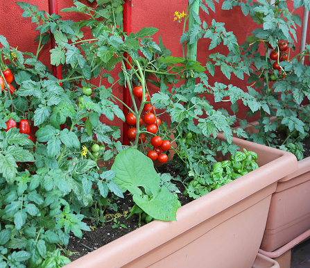 Horizontal of white garden pots growing organic vegetables and herbs with hand holding picked cherry tomatoes from home garden in country Australia