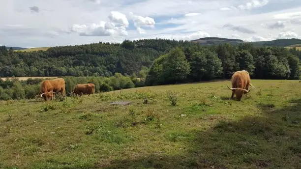 Beef cattle in field