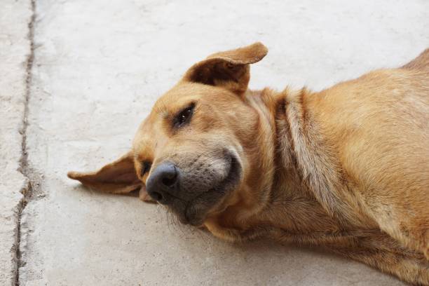 istock cute brown dog on cement floor 1012397094