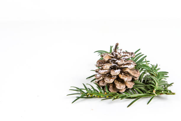 istock ISOLATED PINE CONE AND FIR BRANCH ON WHITE BACKGROUND 1012397858