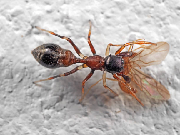 istock Macro Photo of Ant Mimic Jumping Spider Biting on Prey on White Floor 1012400550