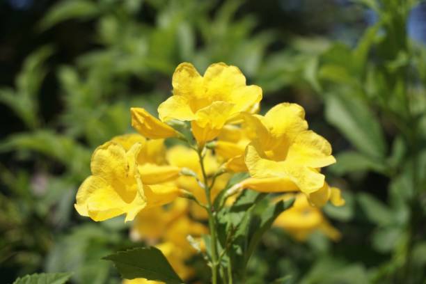 istock yellow Tecoma stans flower in nature garden 1012404600