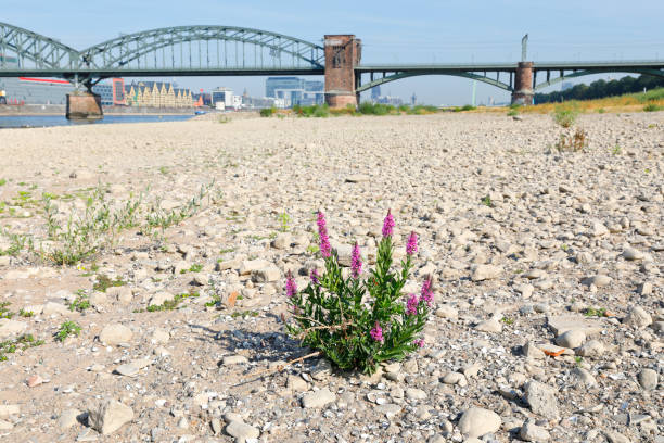 River Rhine with low water, Cologne, Germany