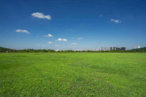 istock Green grass natural scenery in the summer 1012408338
