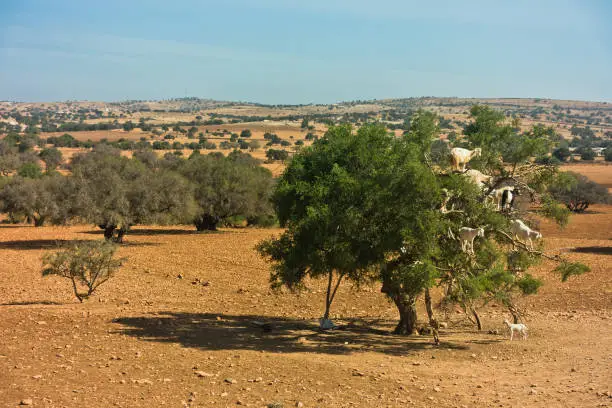 Photo of Heard of goats climbed on an argan tree on a way to Essaouira, Morocco
