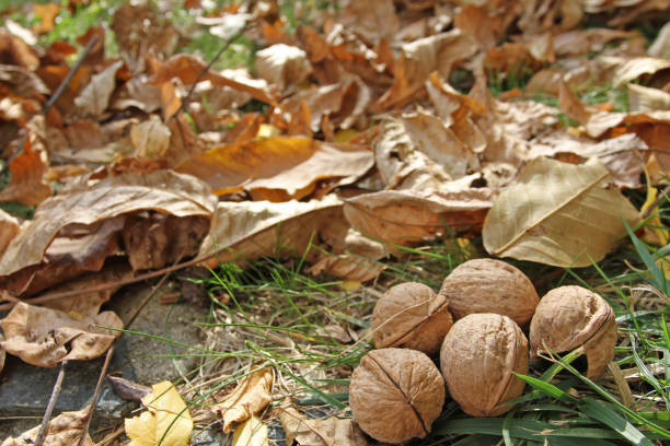 istock walnuts and autumn leaves 1012417350