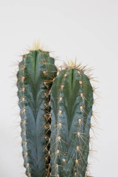 istock Cactus type san pedro with two heads with thorns and green trunk. 1012417958
