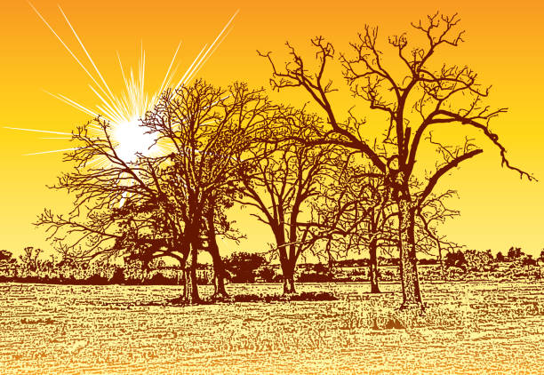 ilustraciones, imágenes clip art, dibujos animados e iconos de stock de paisaje otoñal con siluetas de árboles desnudos y rayos del sol. - bare tree nature backgrounds tree trunk branch