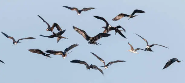 flock of magnificent frigate bird flying