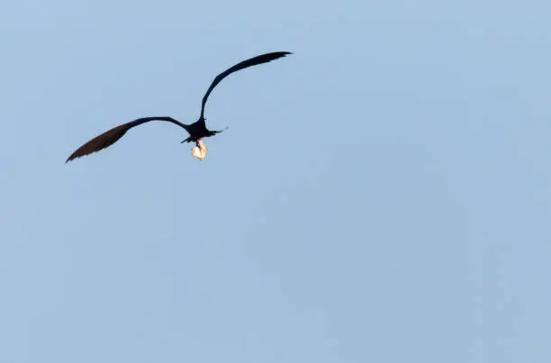 magnificent frigate bird flying with a fish in its beak