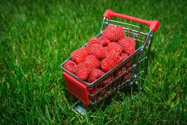 Big heap of juicy red raspberries in the smallest trolley on the green grass from market