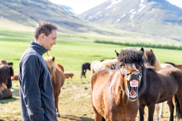 молодой счастливый человек стоит, наблюдая за многими исландскими лошадьми в открытом стабильном загоне, исландия в сельской сельской фер� - mouth open making a face men one man only стоковые фото и изображения