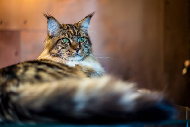 istock Beautiful Maine Coon cat with green eyes 1012439584