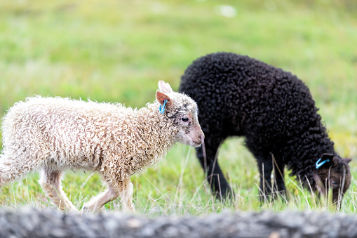 Two young white and black lamb, Icelandic sheep standing, grazing, walking on green grass pasture at farm field, hill in Iceland, route 1, one road