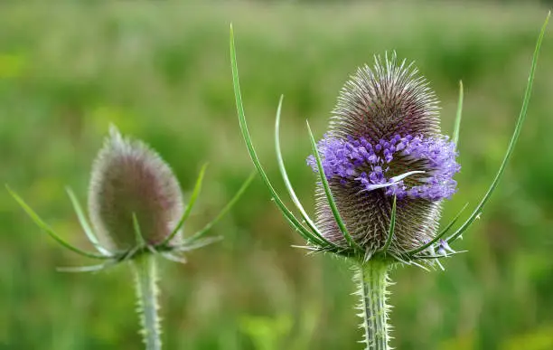 close-up of elliptical shaped inflorescence of wild teasel, dipsacum fullonum, with lavender colored blossoms