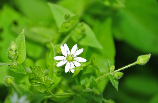 istock white flower of a chickweed plant 1012440090