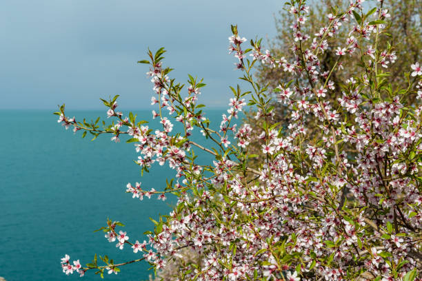 istock Blooming almond tree on Akdamar Island. Van Lake. Turkey 1012445726