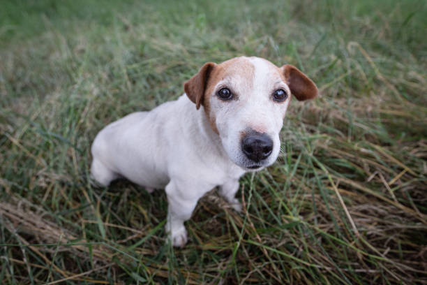istock Jack Russell Terrier working farm dog shot from close up 1012451494