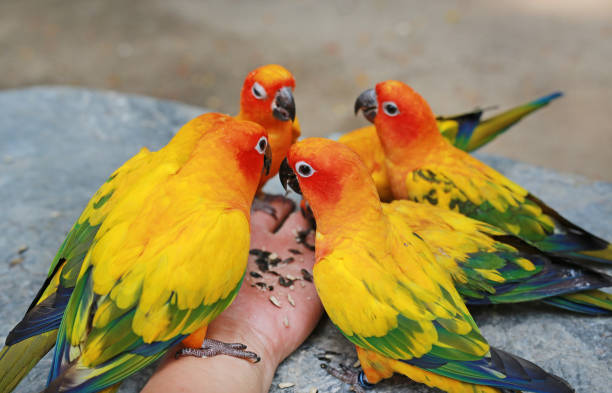istock Sun conure parrots are eating food on hand. 1012451680