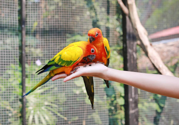 istock Sun conure parrots are eating food on hand. 1012451730