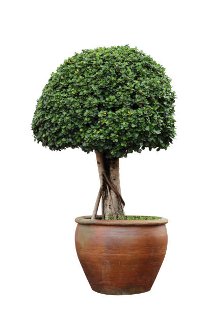 istock Bonsai tree in pot isolated on white background 1012452032