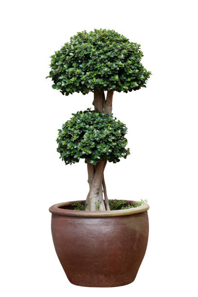 istock Bonsai tree in pot isolated on white background 1012452510