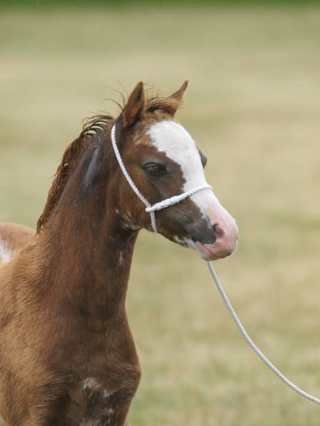 Pretty Foal Headshot A head shot of a pretty Welsh pony foal in a white halter. welsh pony foal stock pictures, royalty-free photos & images