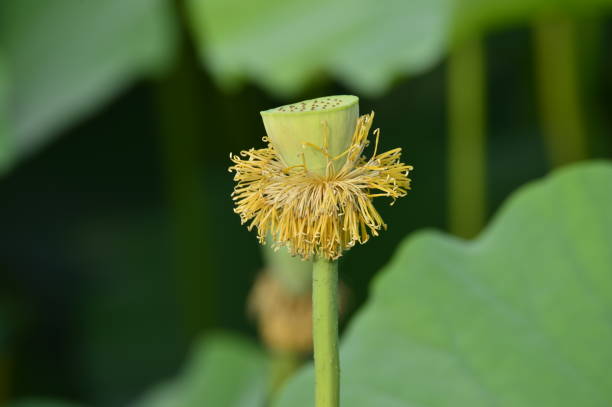 istock Blooming lotus flowers in the park 1012459812