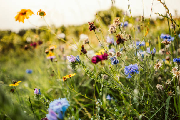 istock Beautiful wild flowers in a meadow 1012460574