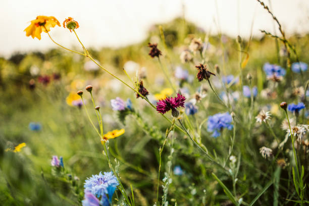hermosas flores silvestres en una pradera - wildflower nobody grass sunlight fotografías e imágenes de stock