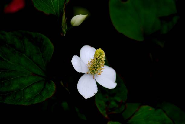 istock Houttuynia cordata, flower and leaf 1012467160