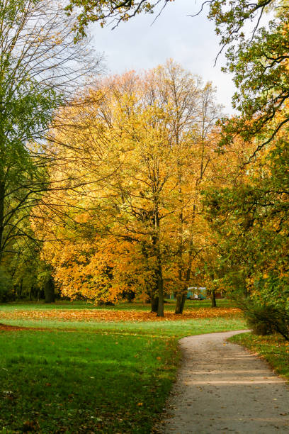 istock Yellow autumn trees in the park 1012467474