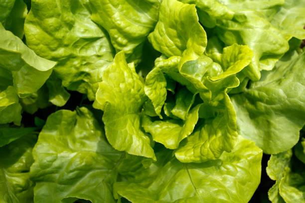 istock green lettuce in organic garden 1012469662