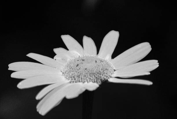 istock Oxeye daisy flower, black and white 1012472906