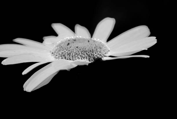 istock Oxeye daisy flower, black and white 1012472938