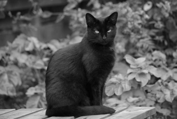 istock Black cat on a picnic table, black and white 1012478218