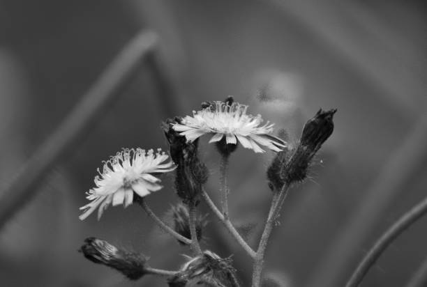 istock Indian paintbrush flower, black and white 1012478238