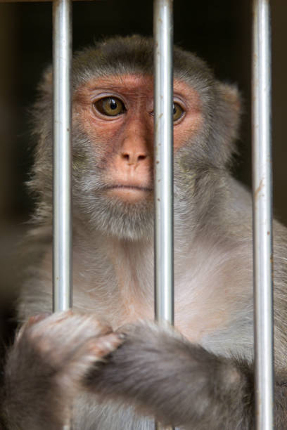 Monkey in a cage. Rhesus Macaque - Macaca mulatta Monkey in a cage. Rhesus Macaque - Macaca mulatta macaque stock pictures, royalty-free photos & images