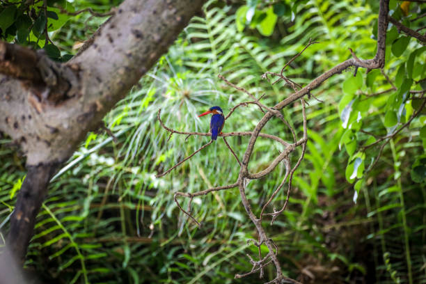 istock White Throated Kingfisher 1012481928