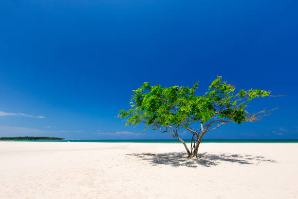 istock beach and tropical sea 1012487084