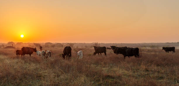 istock Hazy sunrise on the ranch 1012487420
