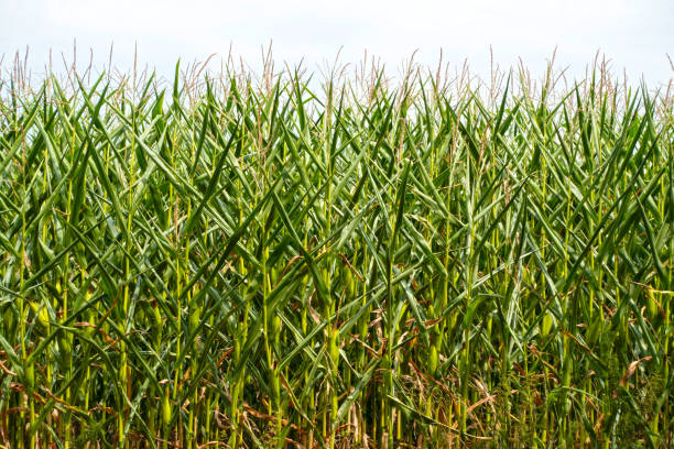 istock Corn field in the dry season 1012487720