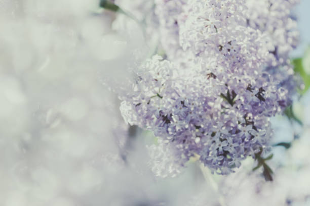 istock aromatherapy, spring collection of clothes, symbol of spring 1012490160