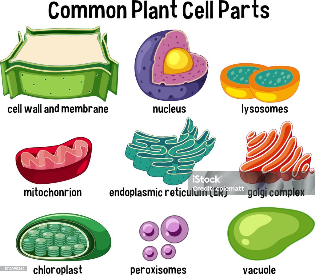 Common Plant Cell Parts Stock Illustration - Download Image Now -  Endoplasmic Reticulum, Chloroplast, Nucleus - iStock