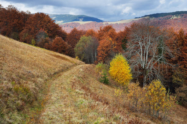 istock Autumn forest in the mountains 1012490492