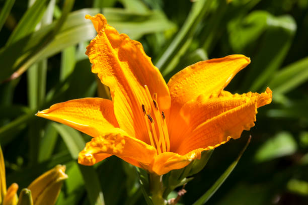 istock Hemerocallis 'Golden Prize' 1012496374