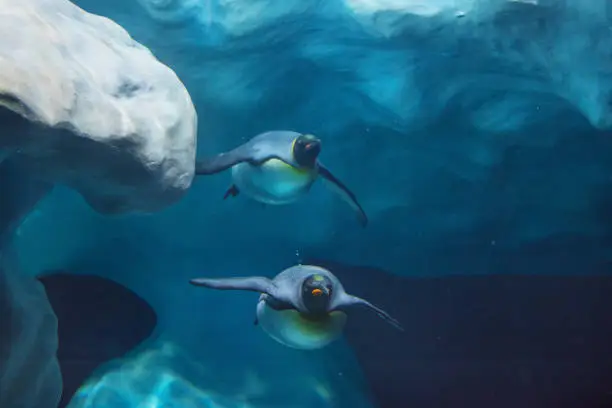 Photo of Penguins swimming underwater